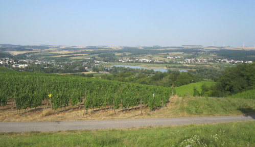 Moselle et Vignes2