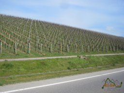 2021-04-17_Des-Sources-au-Riesling