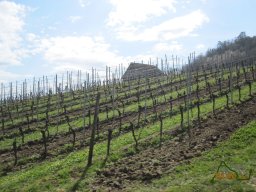 2021-04-17_Des-Sources-au-Riesling