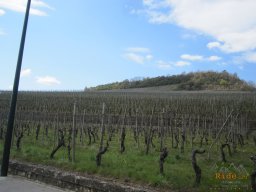 2021-04-17_Des-Sources-au-Riesling